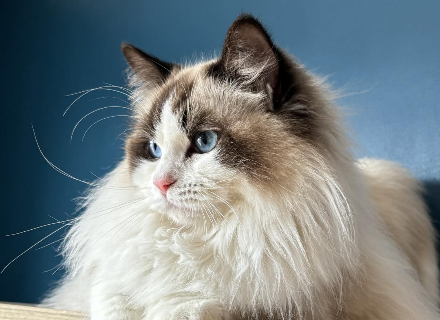 CH. Voce Di L'alba De Pinarelle